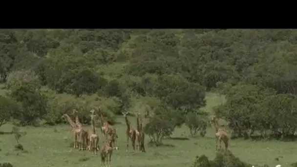 Kenya : girafes