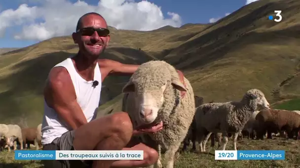Des moutons connectés à Allos pour faciliter la cohabitation entre randonneurs et troupeaux