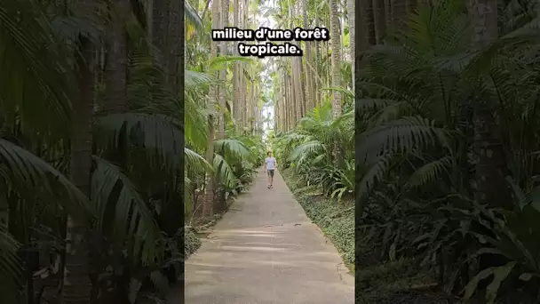 Une mystérieuse forêt à Okinawa... #japon #okinawa