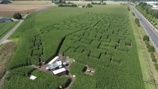 Un labyrinthe de maïs amuse les familles et aide les agriculteurs
