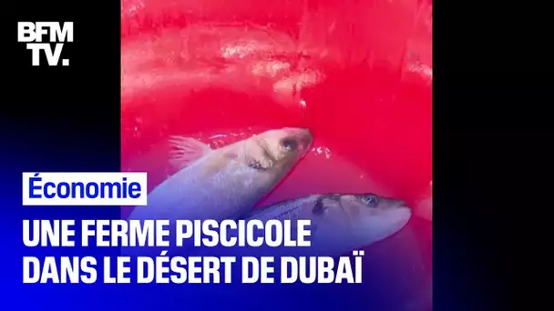 Dubaï développe une ferme piscicole pour élever du saumon dans le désert