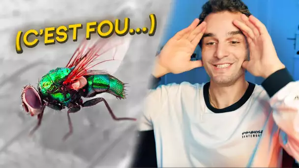 Vous n'avez JAMAIS vu une mouche comme ça !