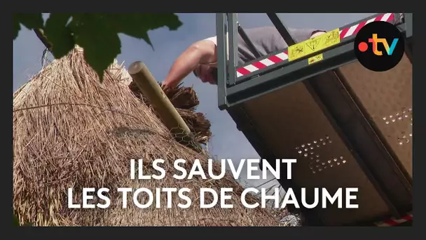 Ils sauvent les toits de chaume en Haute-Loire : un savoir-faire en péril