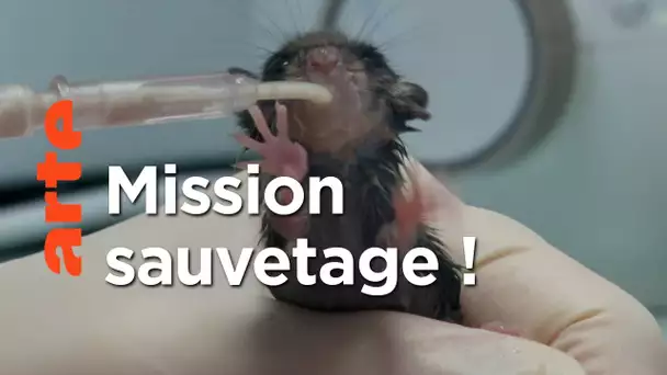 Ligue pour la Protection des Oiseaux | ARTE