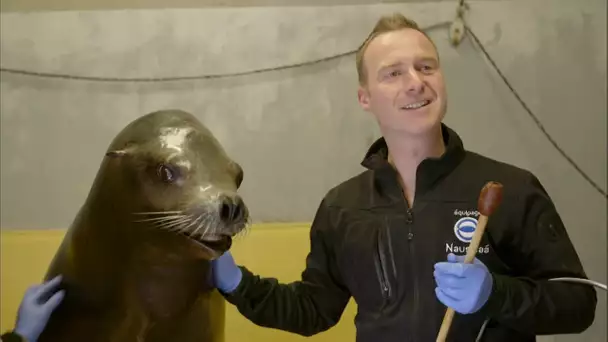 INCROYABLE: Les plus GRANDS dresseurs d'otaries !