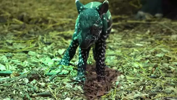 Naissance d'un bébé tapir au zoo du Cerza