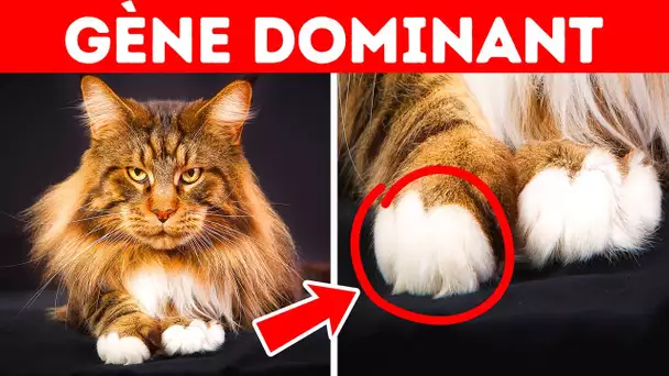 Pourquoi Tant de Chats ont-ils des Pattes Blanches et Autres Faits Pour les Comprendre