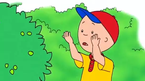 Caillou en Français | Caillou L'apprenti Jardinier | 508 | dessin animé | NOUVEL ÉPISODE HD