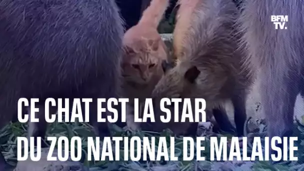 Un chat adopté par des capybaras est devenu l'attraction principale du zoo national de Malaisie