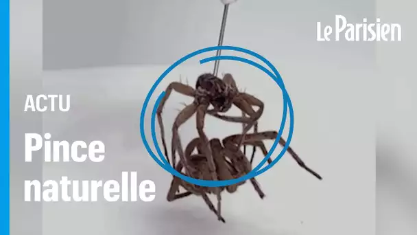 Des scientifiques transforment des araignées mortes en pinces mécaniques