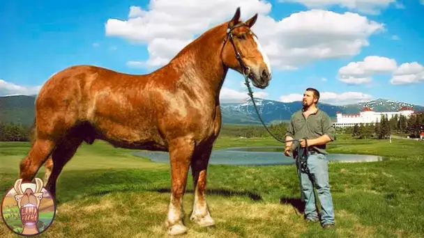 LES 10 CHEVAUX LES PLUS GRANDS DU MONDE | Lama Faché