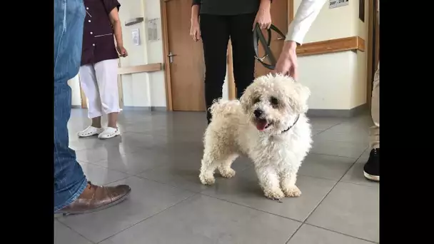 Des chiens de la SPA du Dauphiné en visite dans les EHPAD en Isère