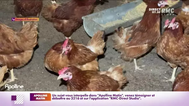 Grippe aviaire : plus d'un million de volailles vont être abattues dans le sud-ouest