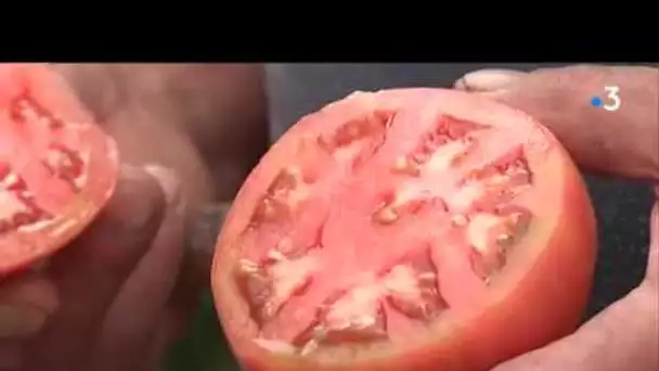 La générose, nouvelle tomate bio