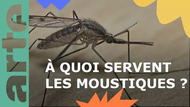 Dossier : les moustiques | ARTE