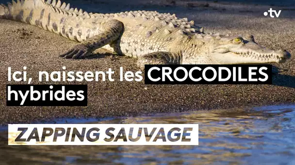 Ici, naissent les crocodiles hybrides