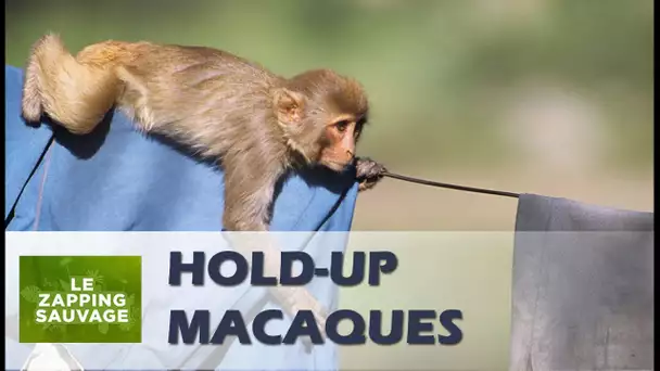 Des singes cambriolent une maison ! - ZAPPING SAUVAGE 9