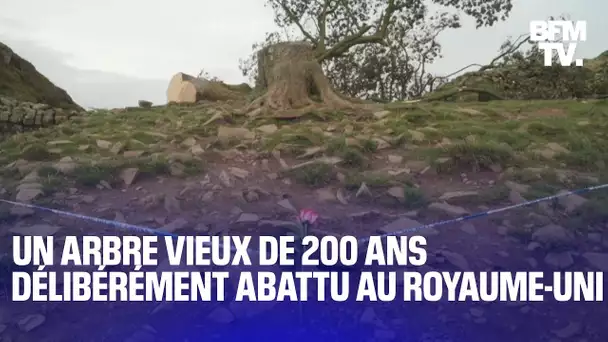 L’un des arbres les plus populaires du Royaume-Uni a été “délibérément” abattu