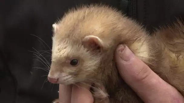 Expérimentation : des furets pour chasser les rats à Marseille