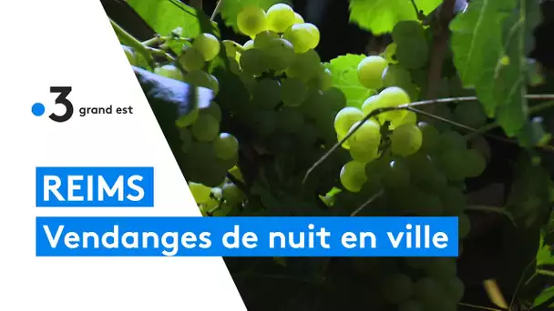 Reims : des vendanges de nuit en pleine ville