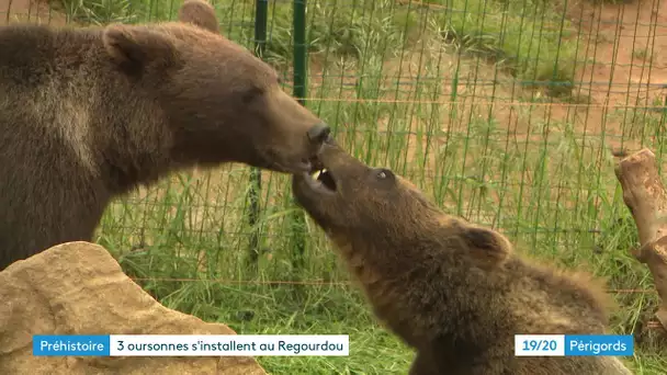 Préhistoire : trois oursonnes s'installent au parc du Regourdou