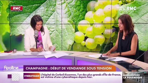 C'est déjà le début des vendanges en Champagne