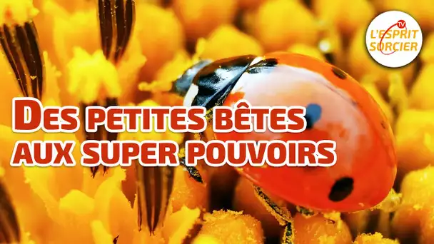 Des petites bêtes aux super pouvoirs - L'Esprit Sorcier