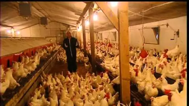 C'est pas sorcier -POULES ET COQS EN STOCK