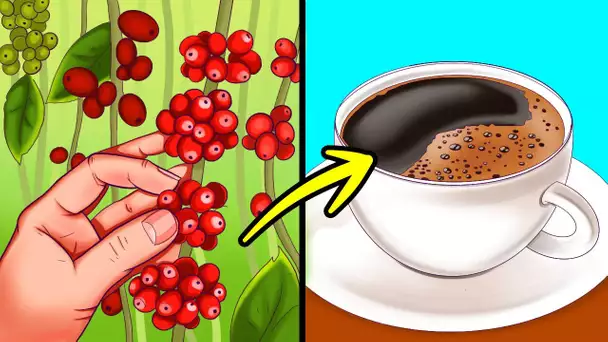 De la fève à la tasse : La fascinante histoire du café