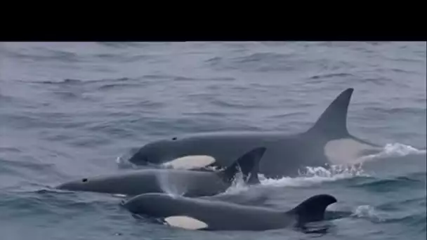 Les orques de Crozet : David et les Goliaths - Documentaire animalier