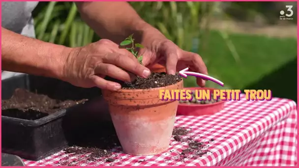 Les #TutosJardin de Jean-Pierre : Comment repiquer les boutures de sauge (3/4)