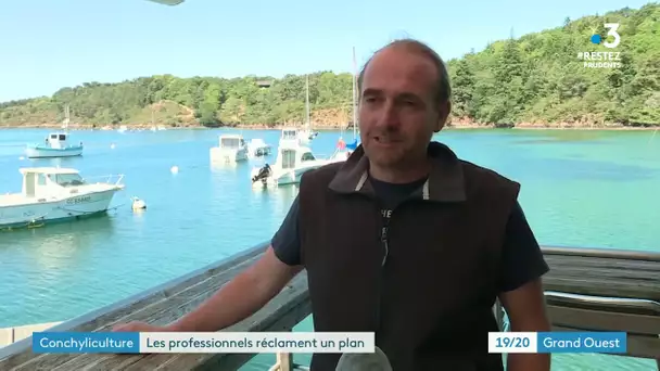 Conchyliculture : la filière réclame un plan de sauvetage