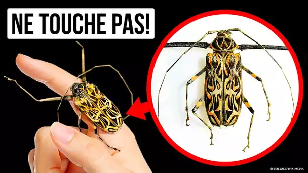 Voici ce qui se passe si tu touches cet insecte