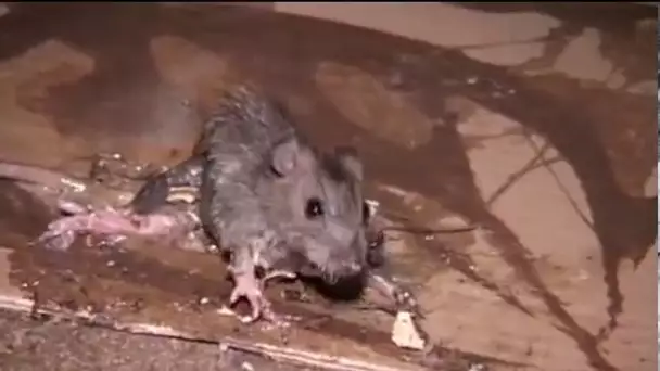 Les rats dans la ville de Paris - Reportage