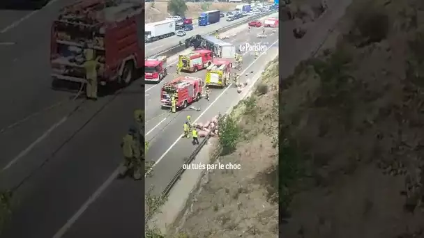 Des cochons sur l'autoroute en Espagne