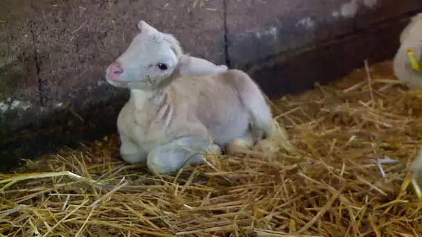 Une brebis de Liorac-sur-Louyre (24) donne naissance à 5 agneaux : exceptionnel.