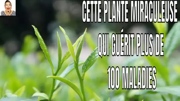 Cette plante est appelée 'cadeau des dieux', car elle peut guérir plus de 100 maladies !!!