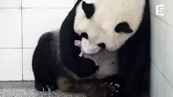 Naissance de bébé panda en direct - ZAPPING SAUVAGE