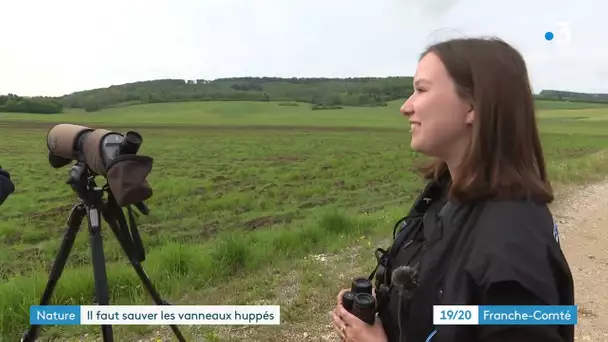 Haute-Saône : il faut sauver le Vanneau huppé