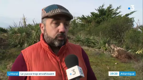 Charente-Maritime : quinze tonnes de yuccas à arracher sur les dunes de l'île de Ré