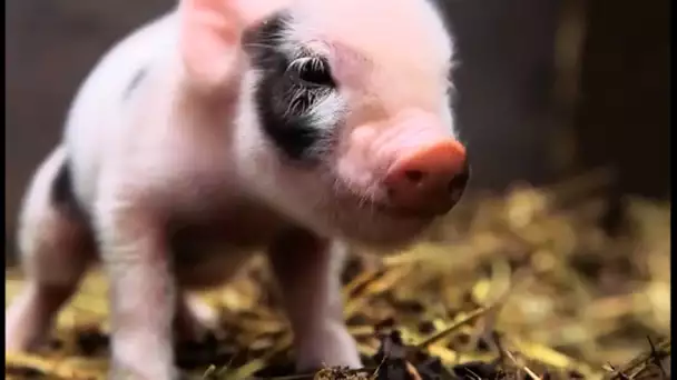 Naissance de bébés cochons nains en direct - ZAPPING SAUVAGE