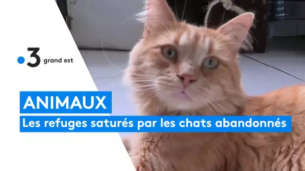 Abandons : les refuges sont saturés par les chats errants