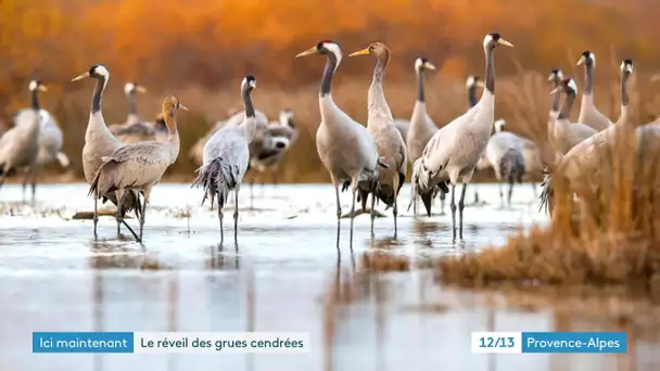 Direction la Camargue à la rencontre d'un oiseau migrateur, la Grue cendrée.