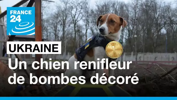 Un chien renifleur de bombes devient un héros national en Ukraine • FRANCE 24