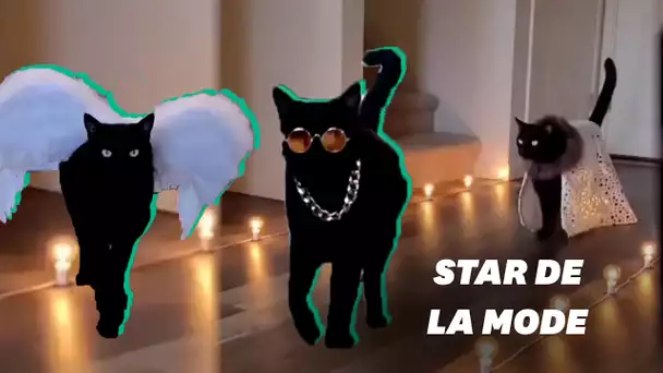 Les défilés de ce chat sont dignes de la Fashion Week