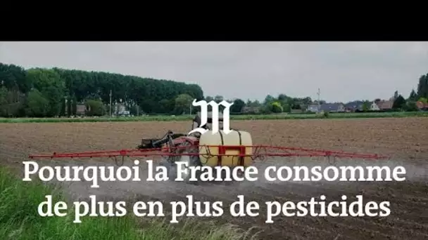 Pesticides : pourquoi la France en consomme de plus en plus