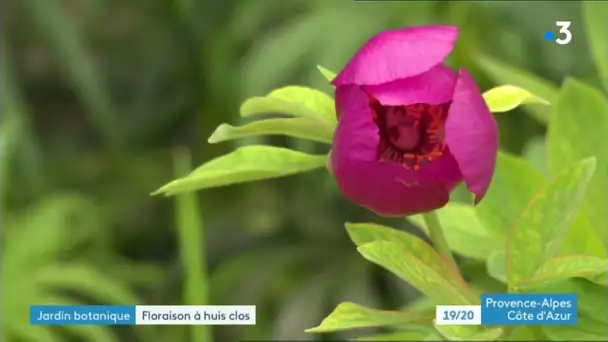 Le jardin botanique de Salagon à l'heure du confinement