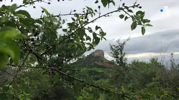 Grimpez le plus haut possible pour découvrir le Grand Site Solutré Pouilly Vergisson !