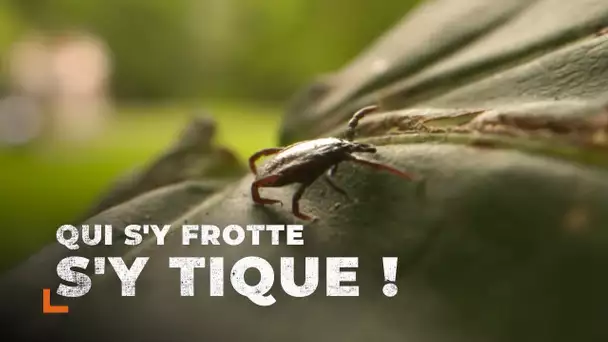 Maladie de Lyme : La petite bête qui effraie la grande