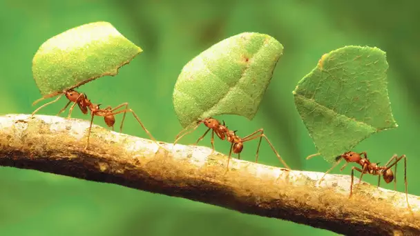 Comment les fourmis ont inventé l&#039;agriculture - ZAPPING SAUVAGE